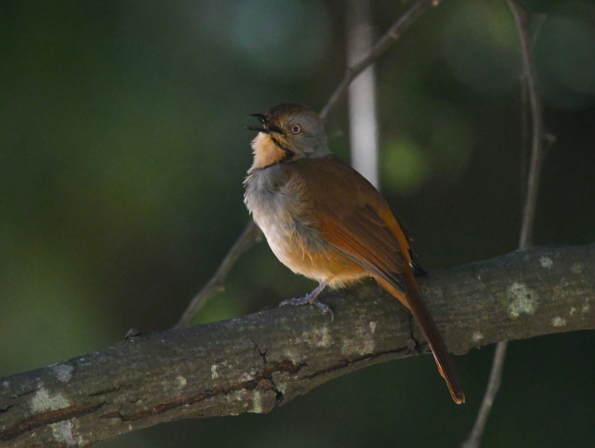 Collared Palm-Thrush - ML637595353