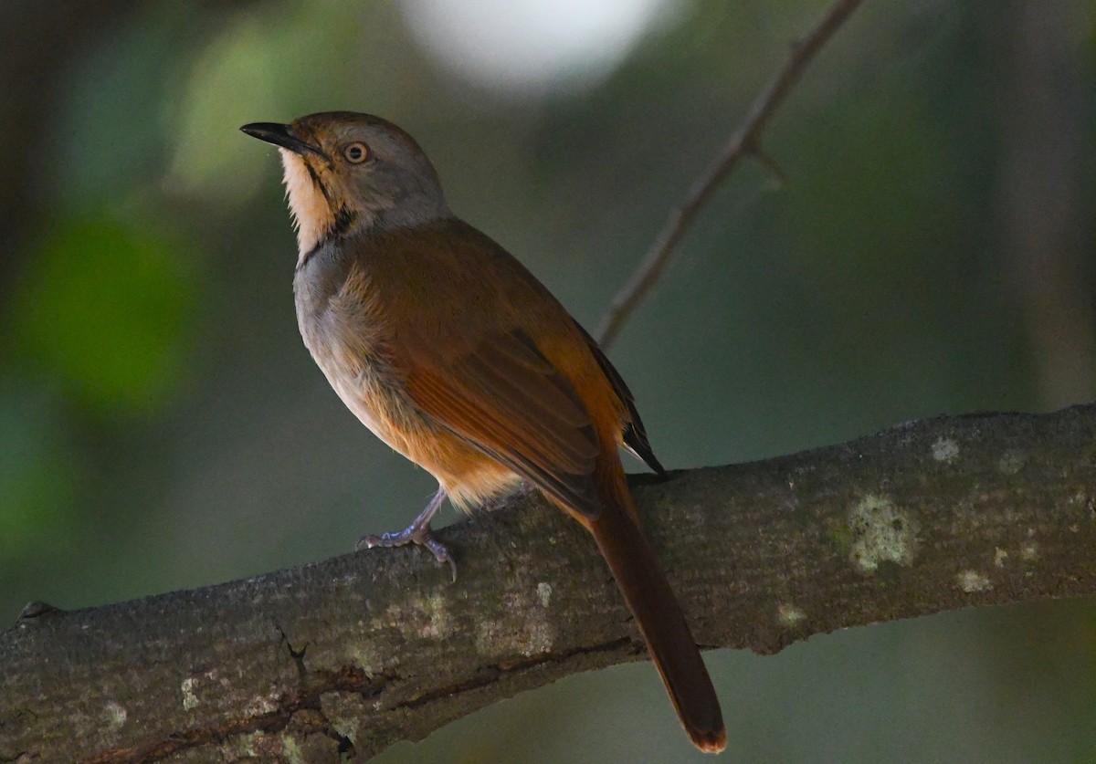 Collared Palm-Thrush - ML637595354