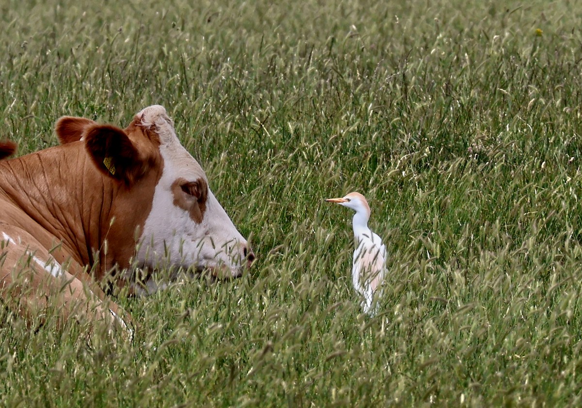 Western Cattle-Egret - ML637595365