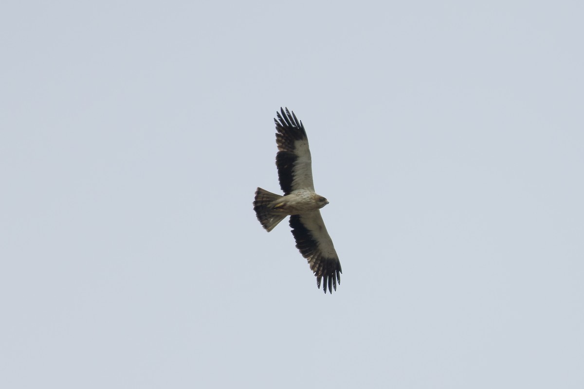 Küçük Kartal - ML637595407