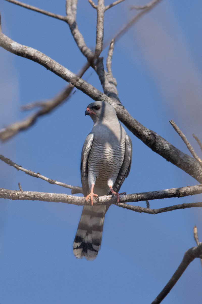 Gabar Goshawk - ML637595425