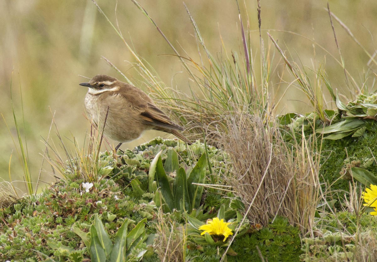 Chestnut-winged Cinclodes - ML637595522