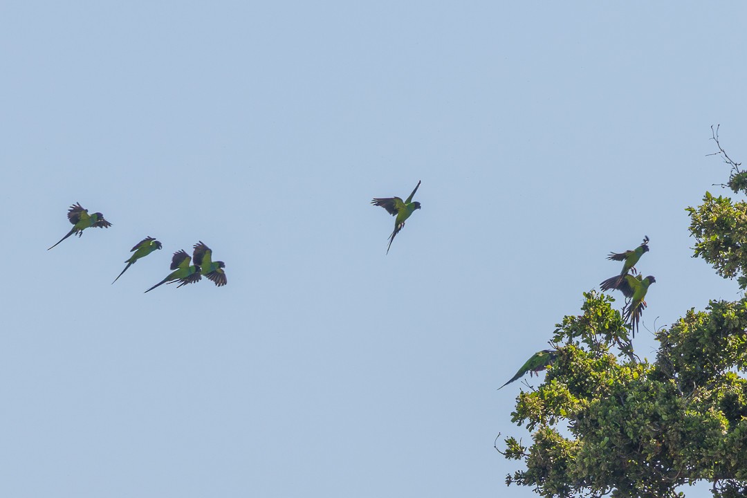Nanday Parakeet - ML637595559