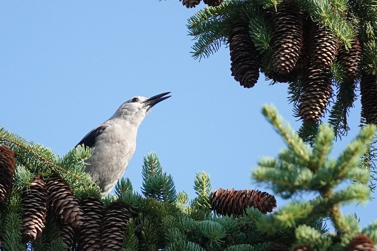 Clark's Nutcracker - ML637595641