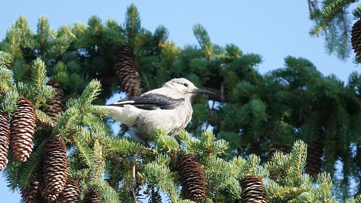 Clark's Nutcracker - ML637595643