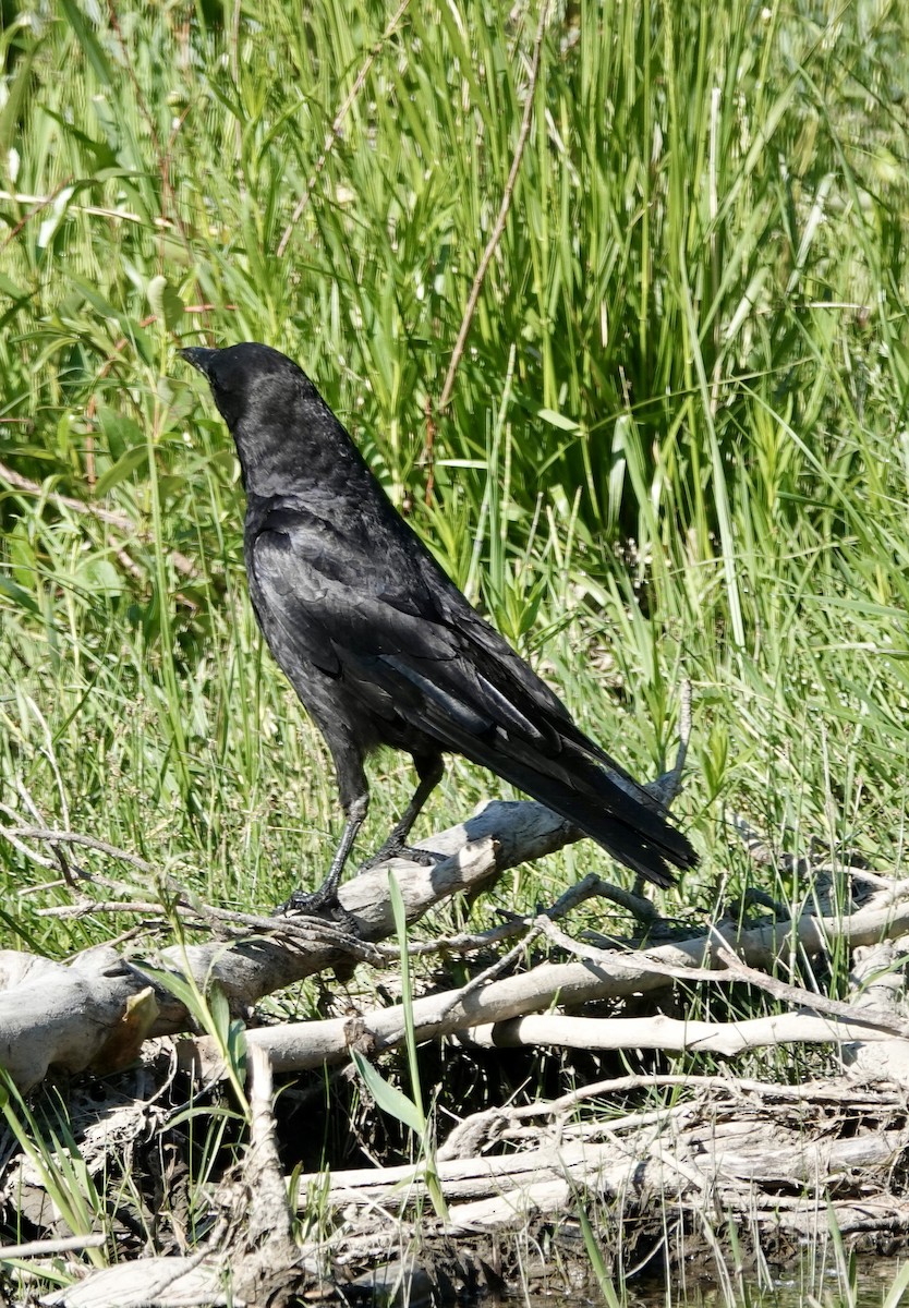American Crow - ML637595676