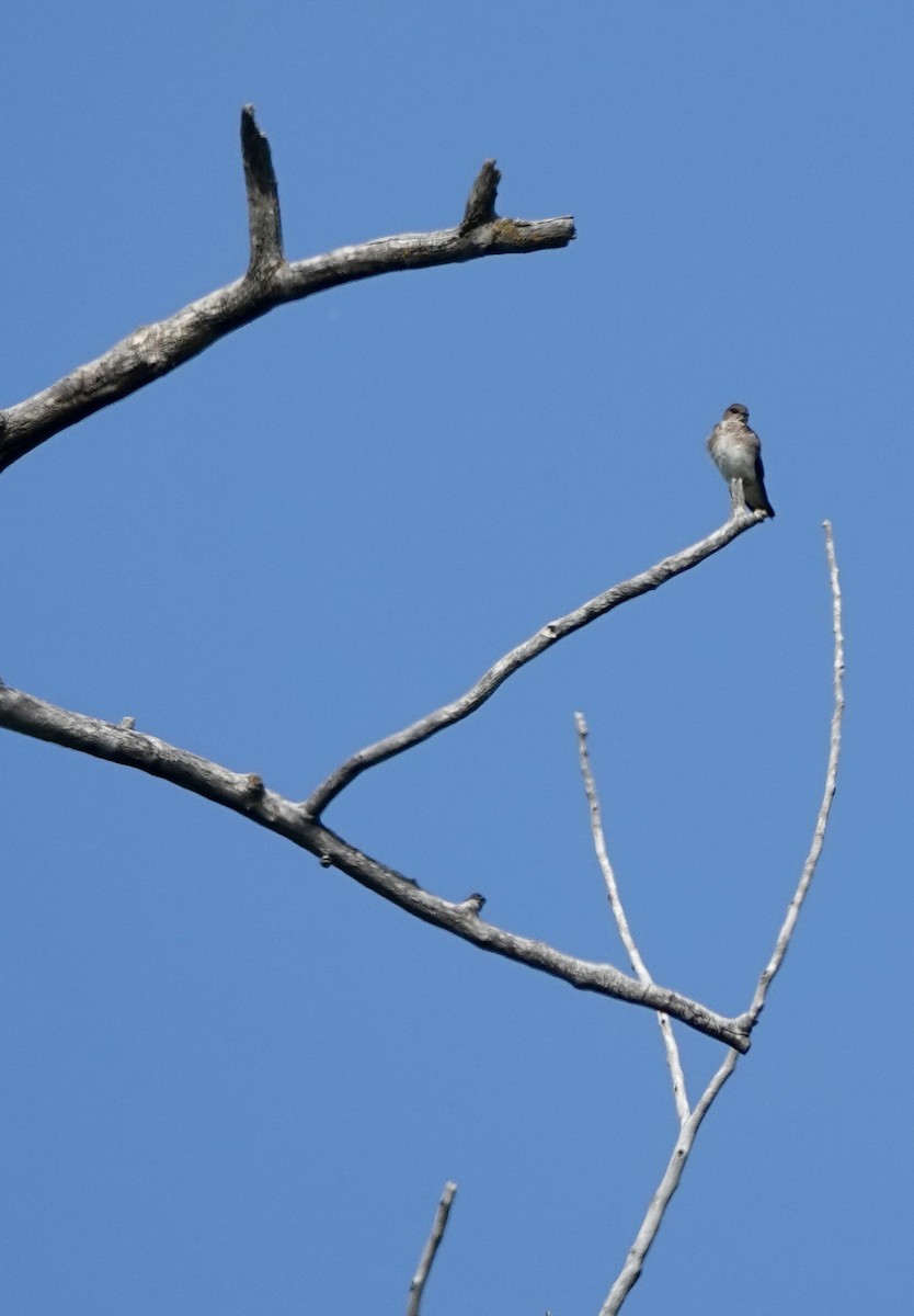 Northern Rough-winged Swallow - ML637595696
