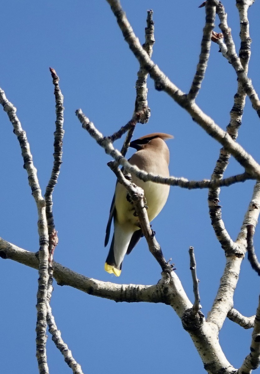 Cedar Waxwing - ML637595705