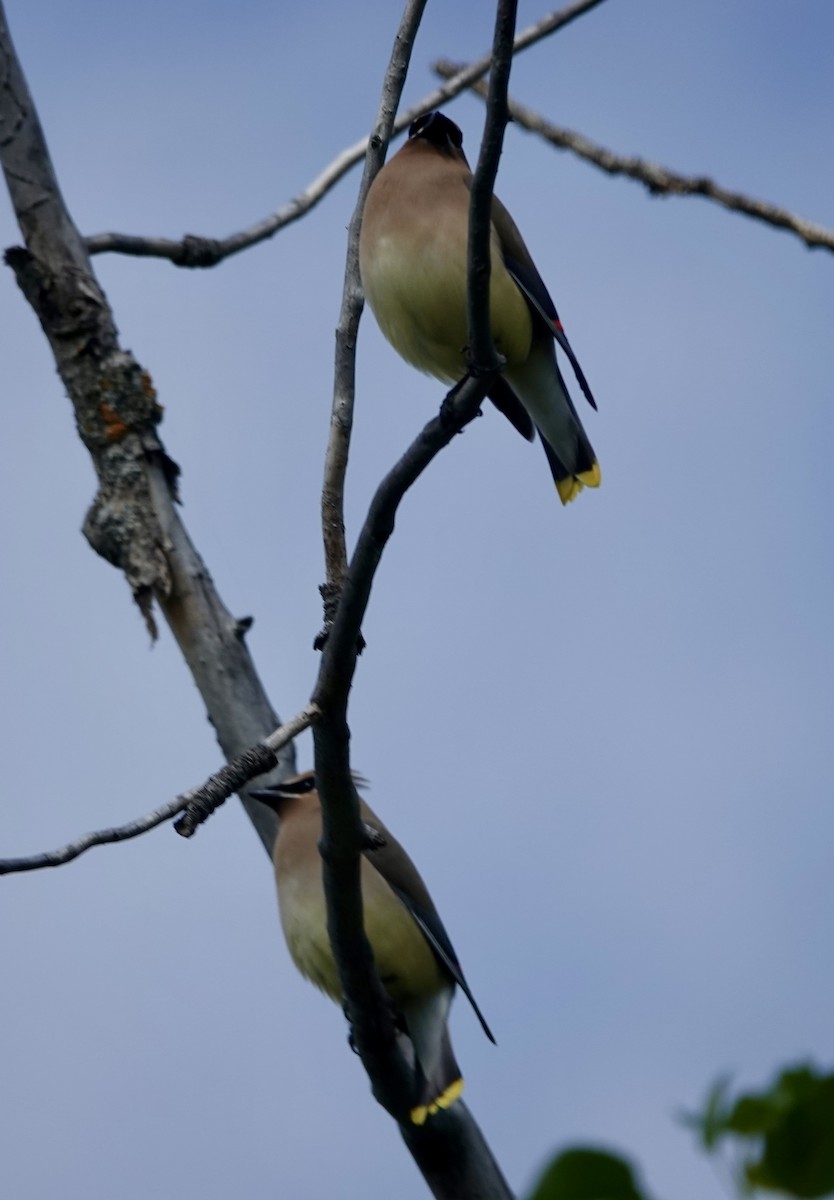 Cedar Waxwing - ML637595706