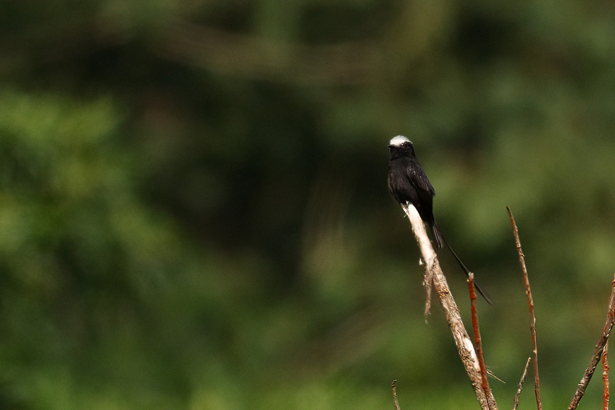 Mosquero Colilargo - ML637595712