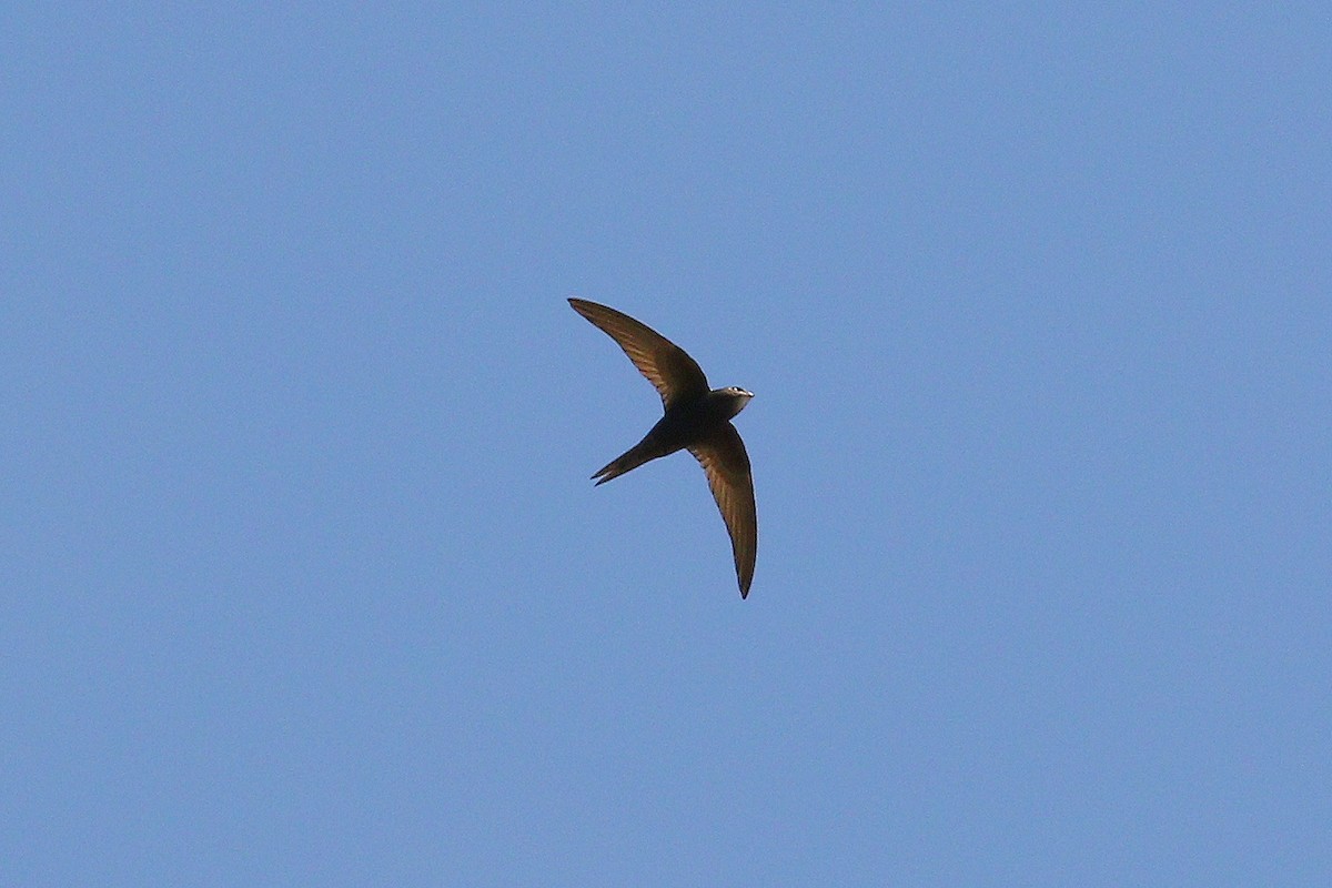 Common Swift - ML637595718