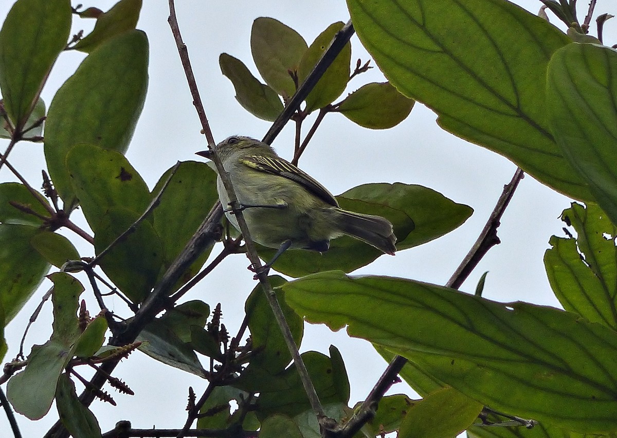 Mistletoe Tyrannulet - ML637595723