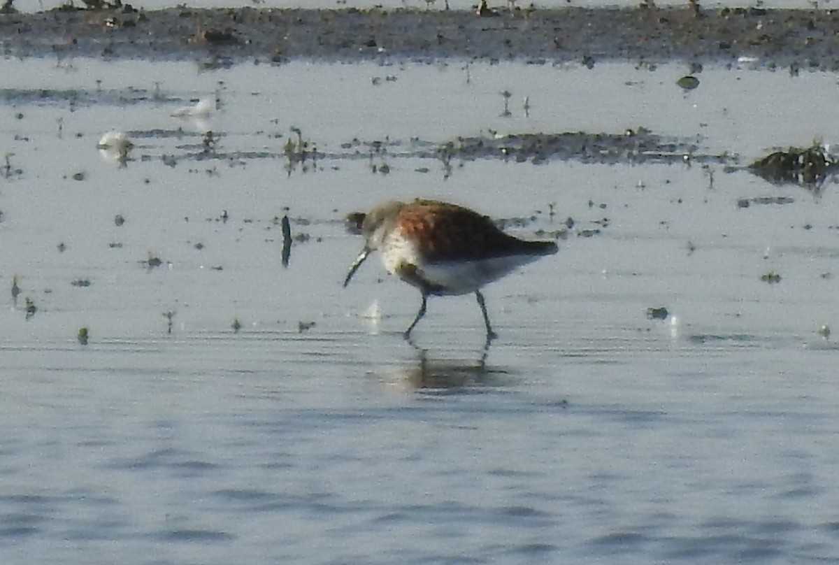 Dunlin - ML637595746