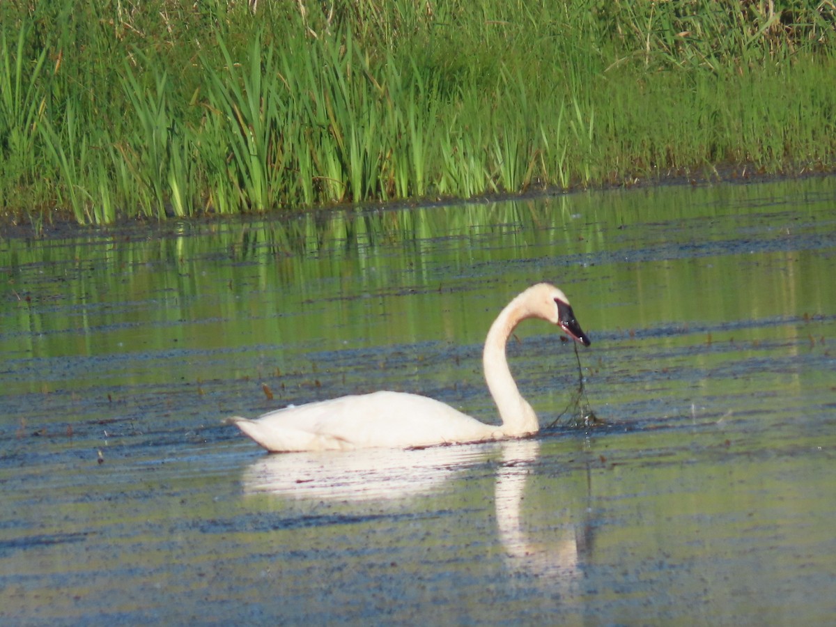 Trumpeter Swan - ML637595754
