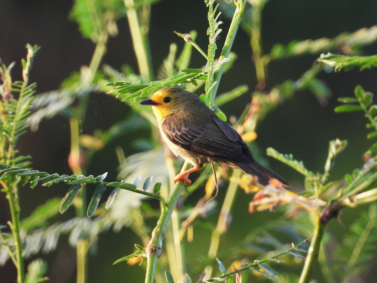 Orange-fronted Plushcrown - ML637595775