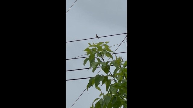 メジロハエトリ - ML637595778