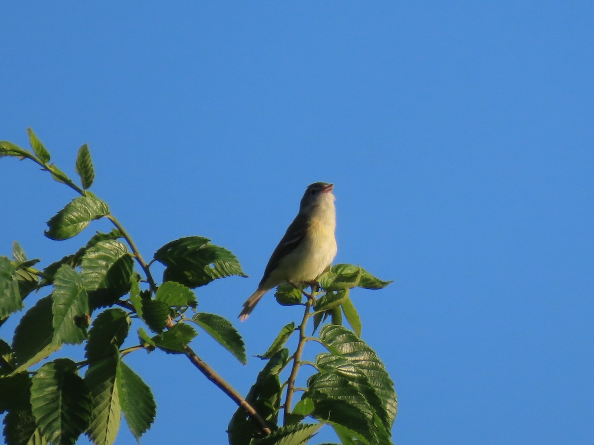 Bell's Vireo - ML637595782