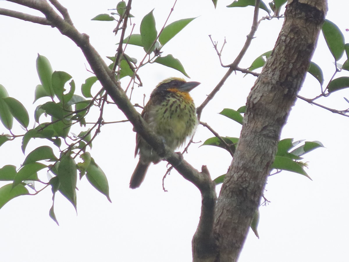 Gilded Barbet - ML637595786