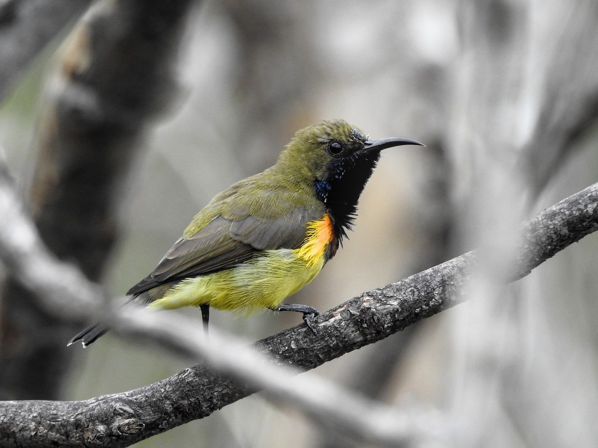 Ornate Sunbird - ML637595796