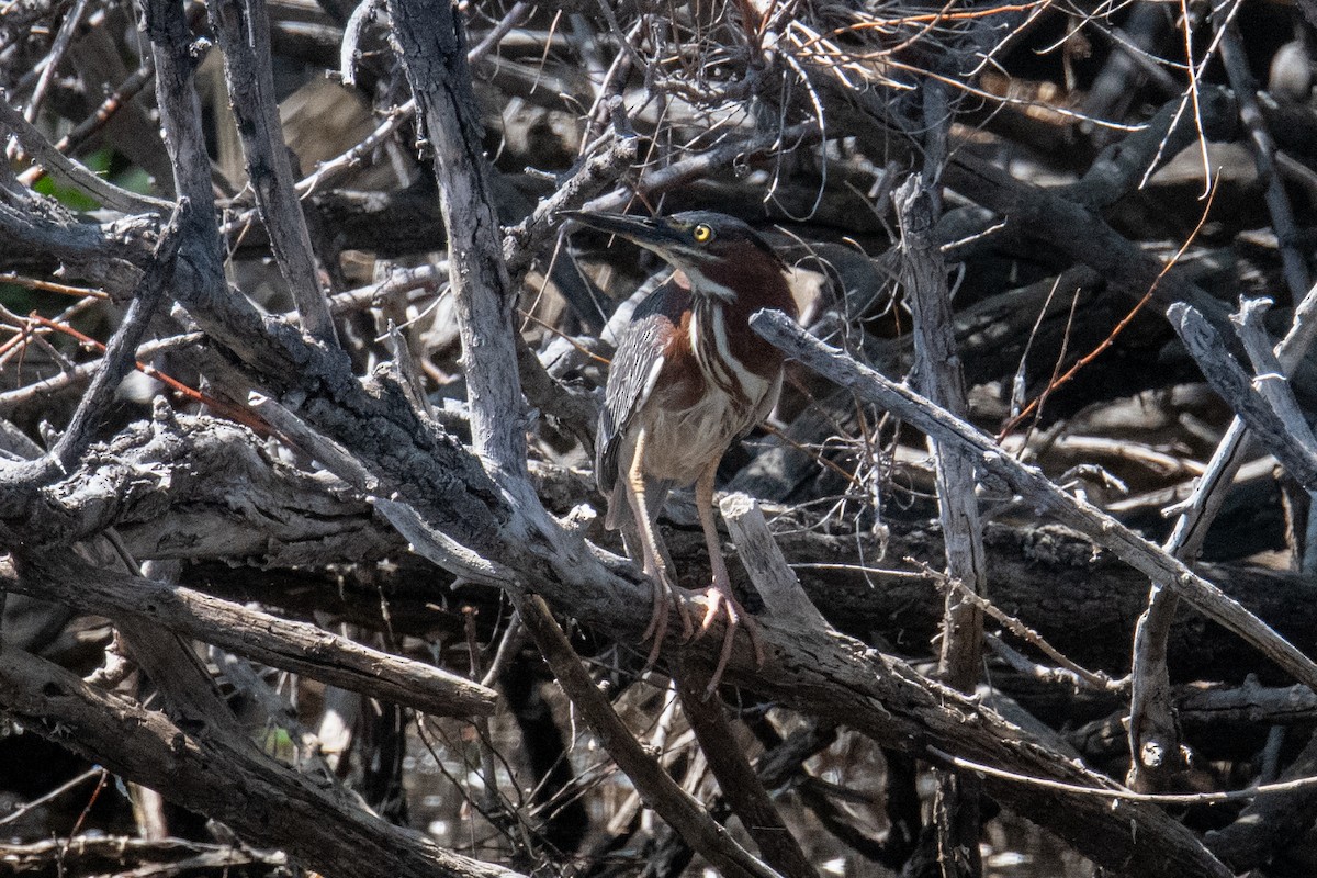 Green Heron - ML637595803