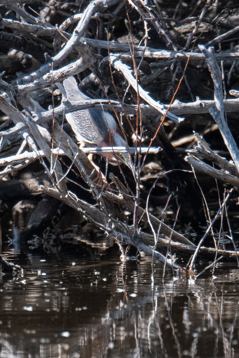 Green Heron - ML637595804
