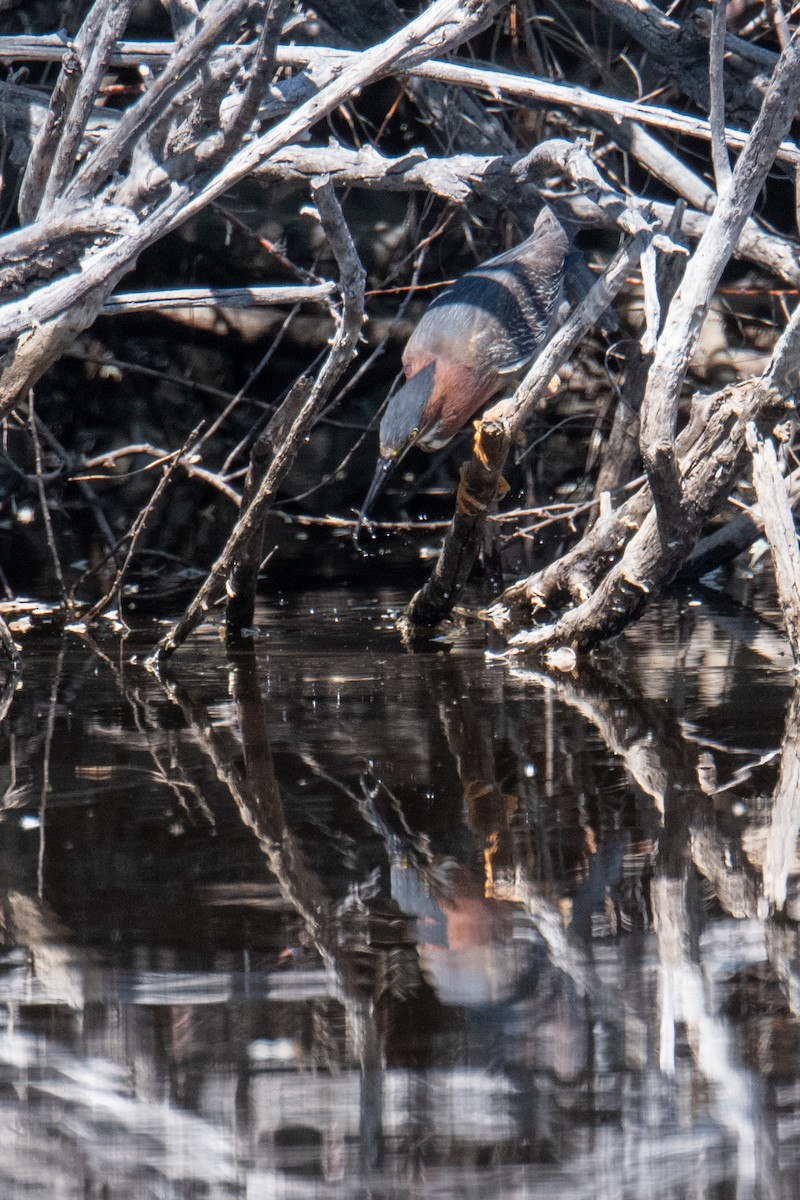Green Heron - ML637595806