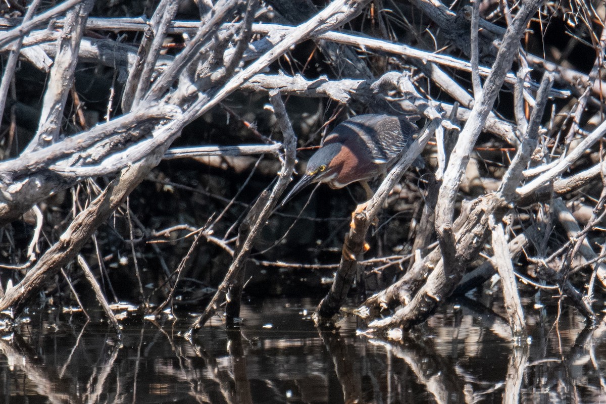 Green Heron - ML637595807