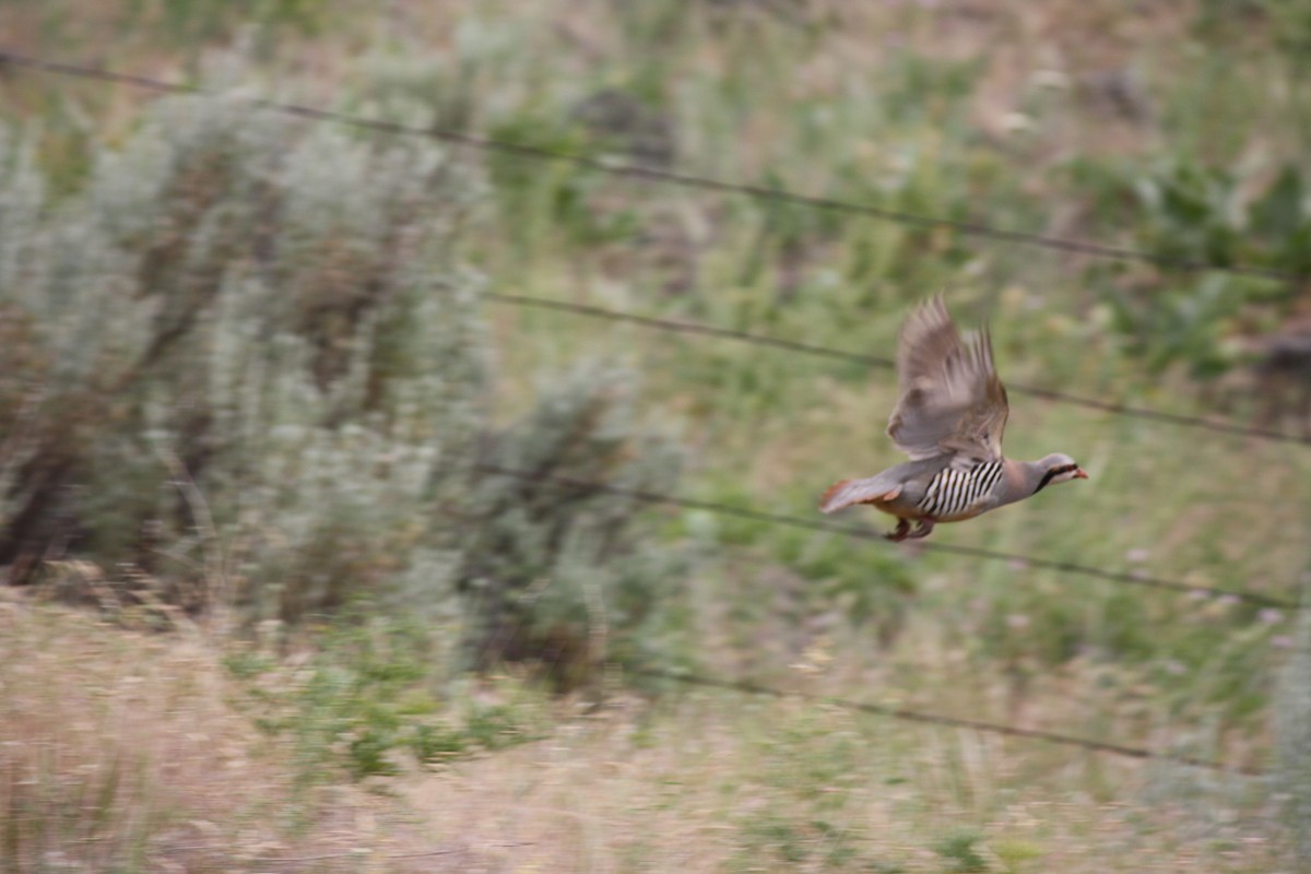 Хахилаг - ML637595809