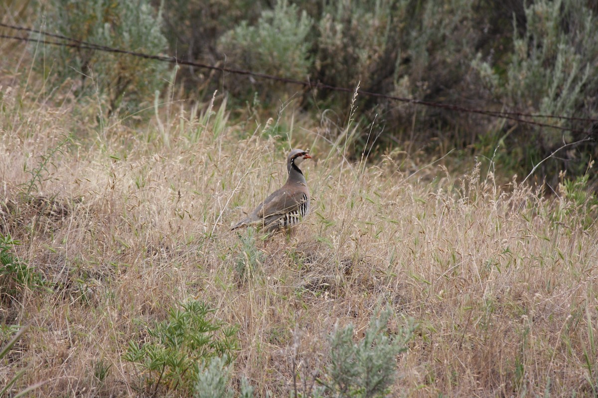 Хахилаг - ML637595810