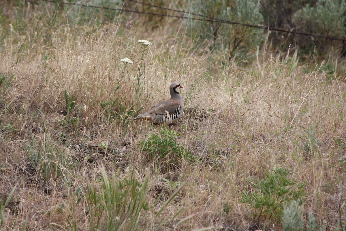 Хахилаг - ML637595811