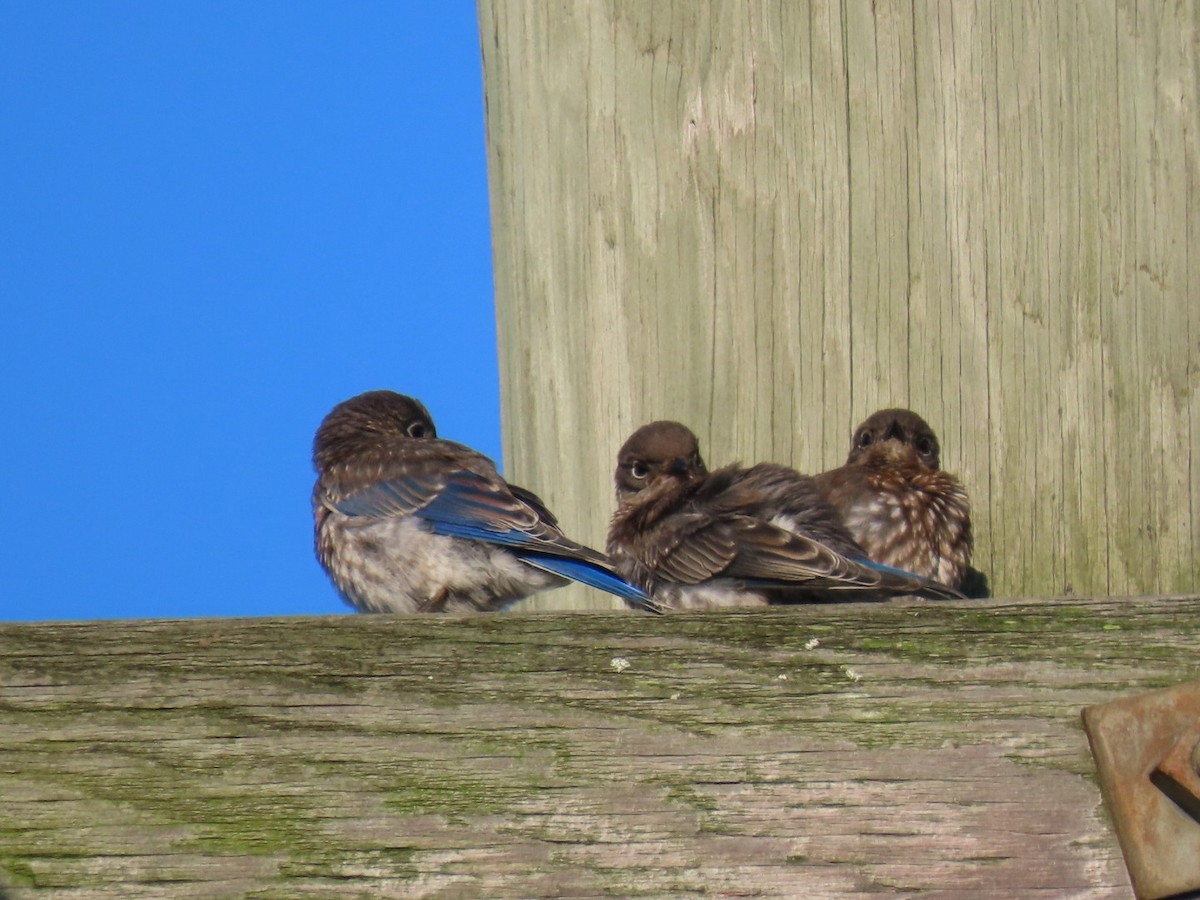 Eastern Bluebird - ML637595831