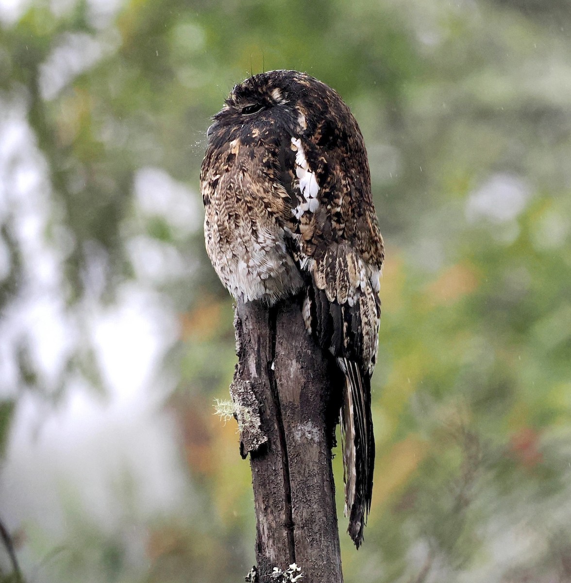 Andean Potoo - ML637595840