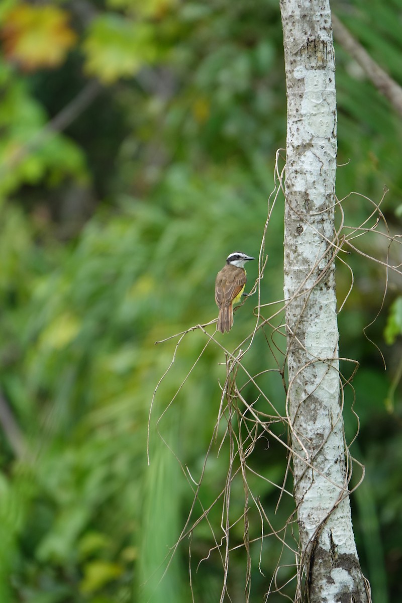 Lesser Kiskadee - ML637595866