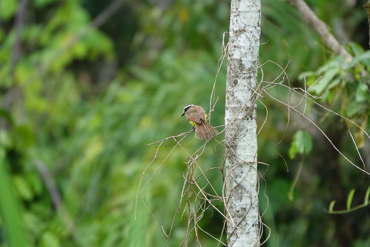 Lesser Kiskadee - ML637595867