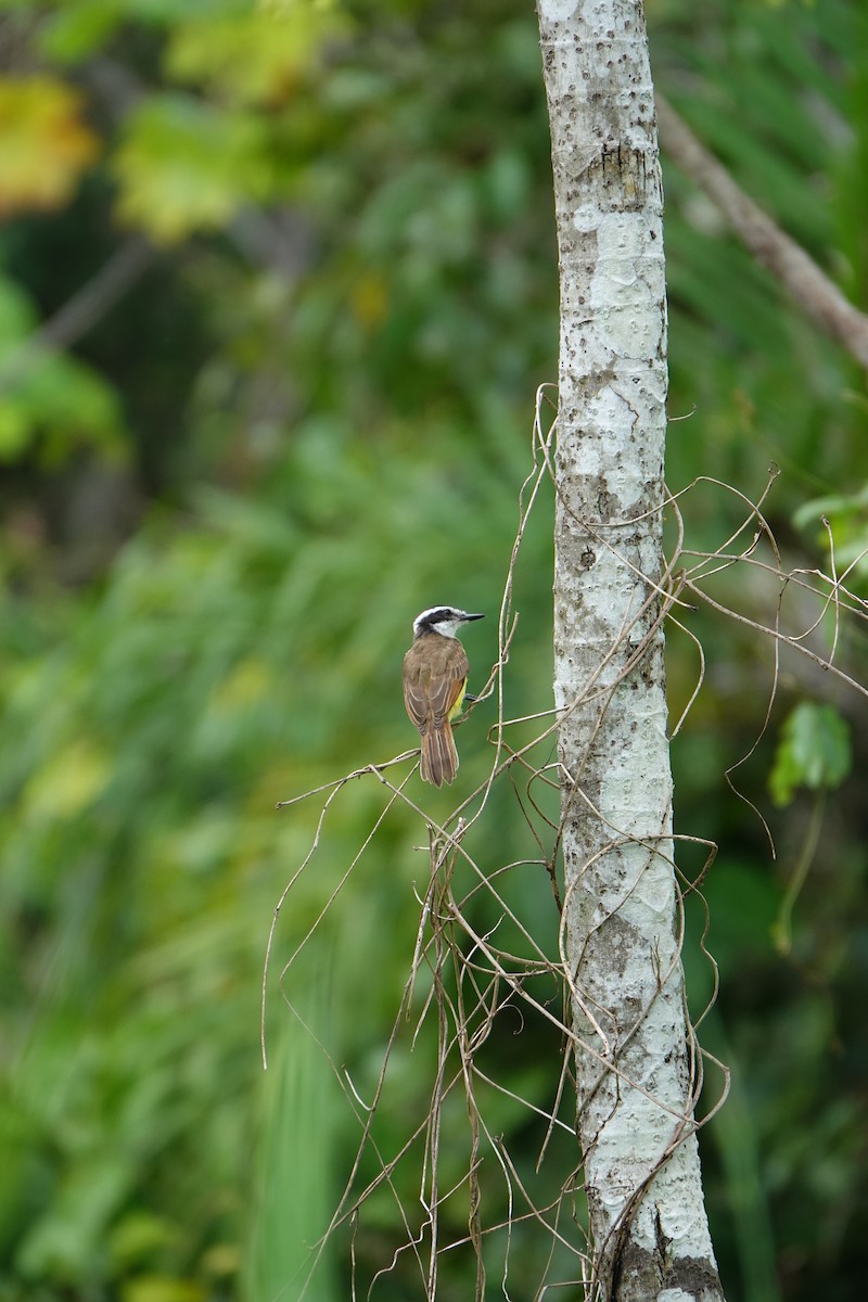 Lesser Kiskadee - ML637595868