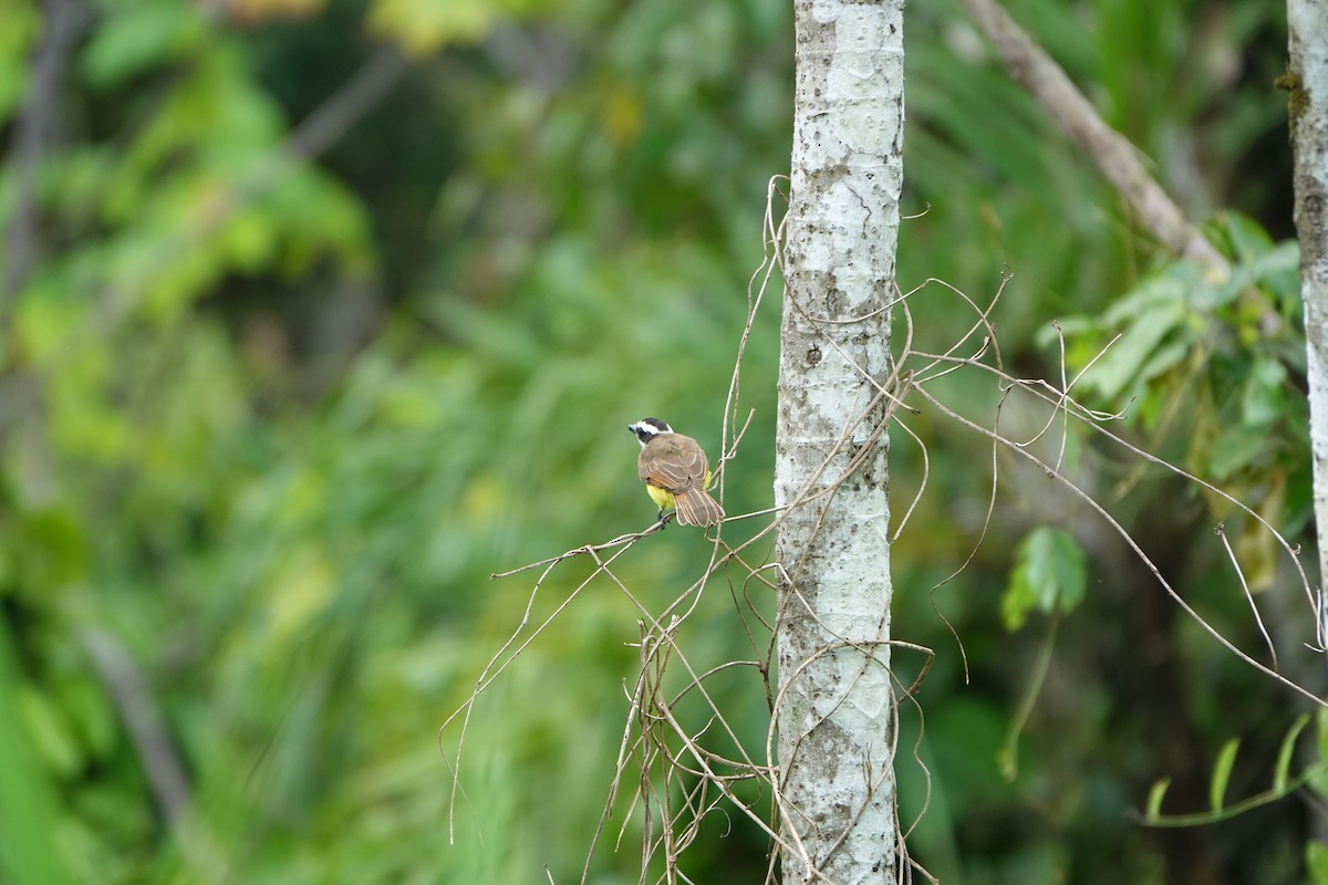 Lesser Kiskadee - ML637595870