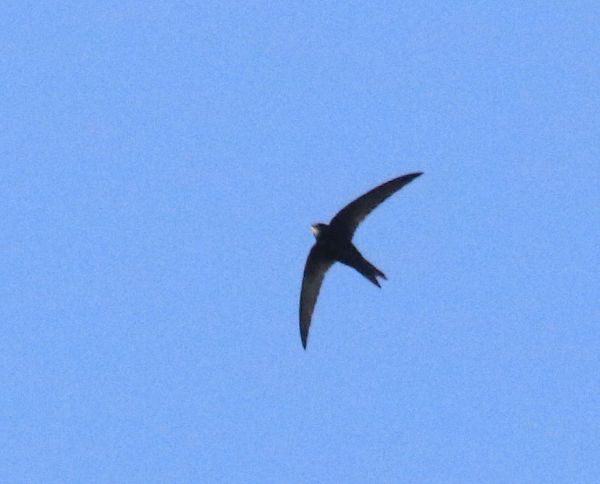 Common Swift - ML637595873
