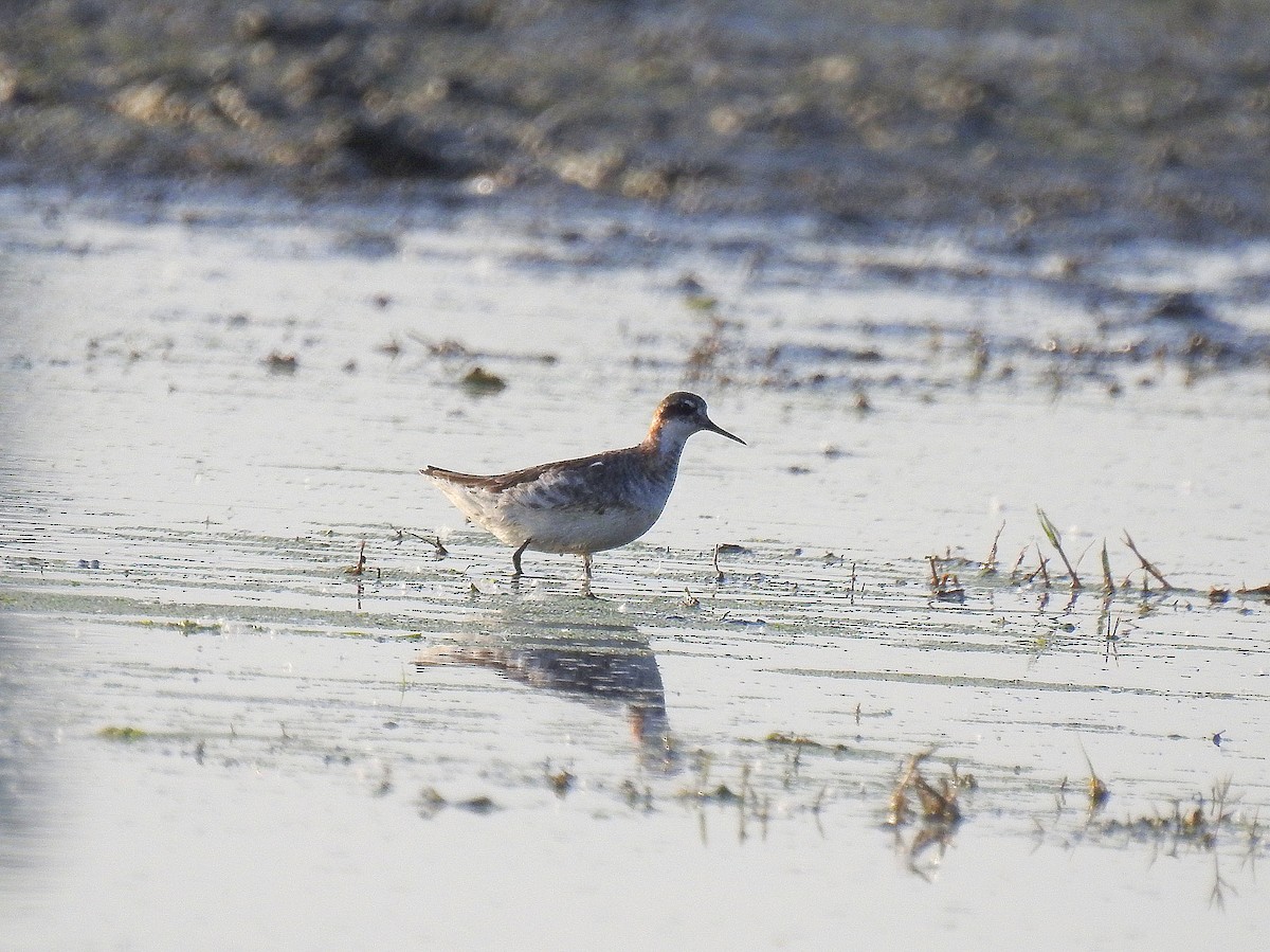 Red-necked Phalarope - ML637595897
