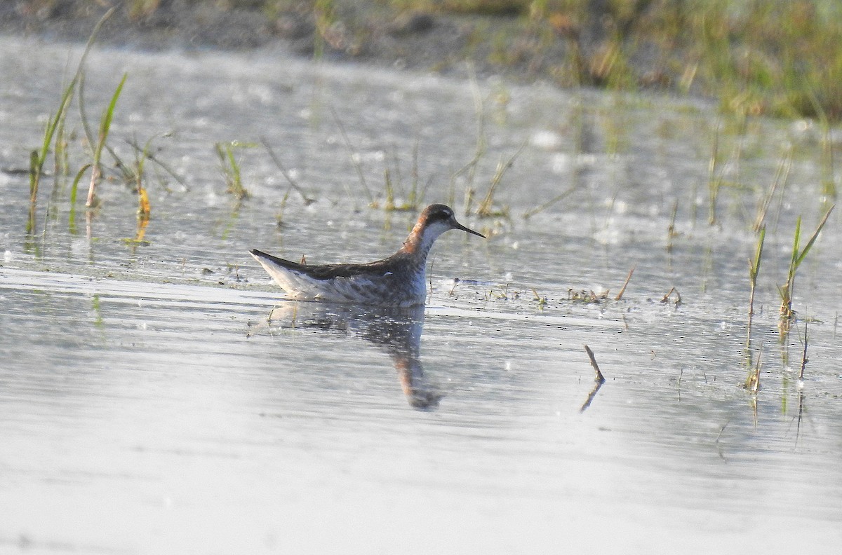 Red-necked Phalarope - ML637595898