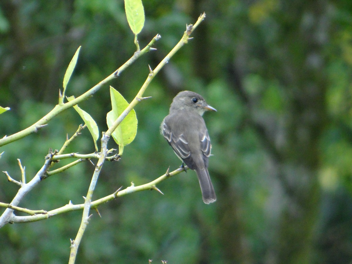 Alder/Willow Flycatcher (Traill's Flycatcher) - ML63759601