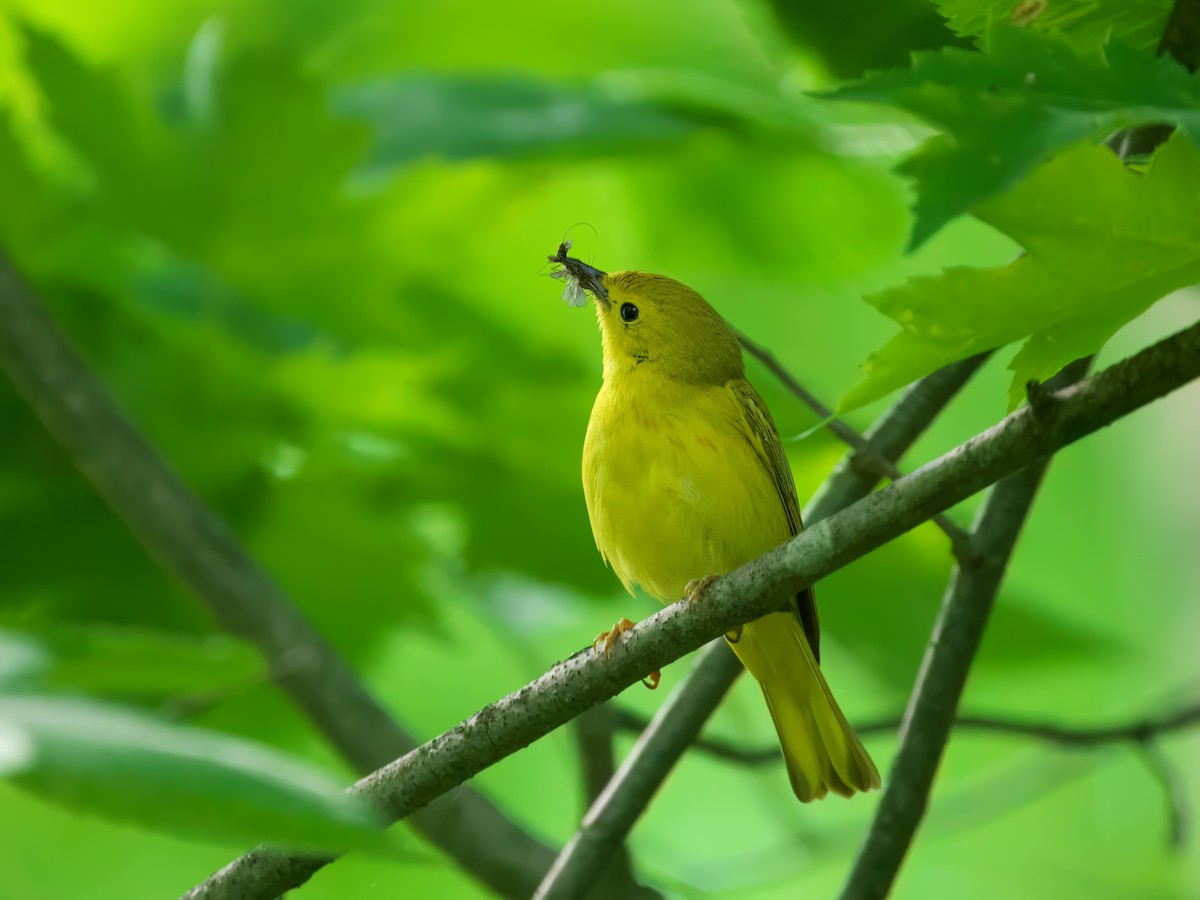 Northern Yellow Warbler - ML637596015