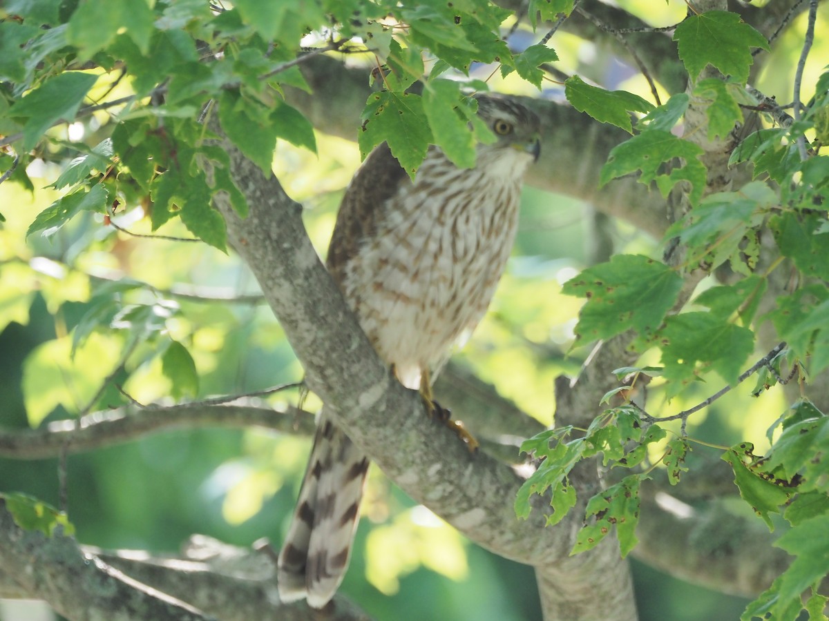 Cooper's Hawk - ML637596095