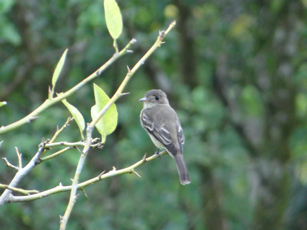 Alder/Willow Flycatcher (Traill's Flycatcher) - Ariel  Salinas