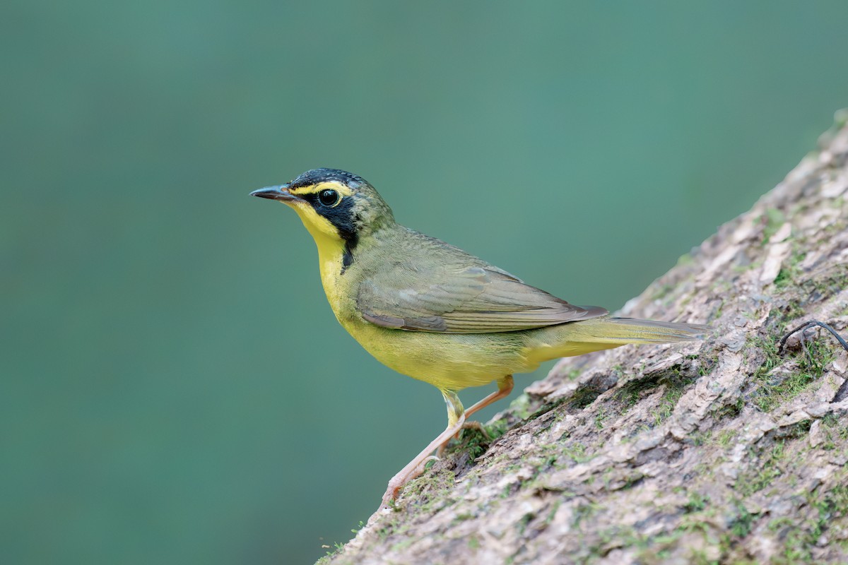 Kentucky Warbler - ML637596113