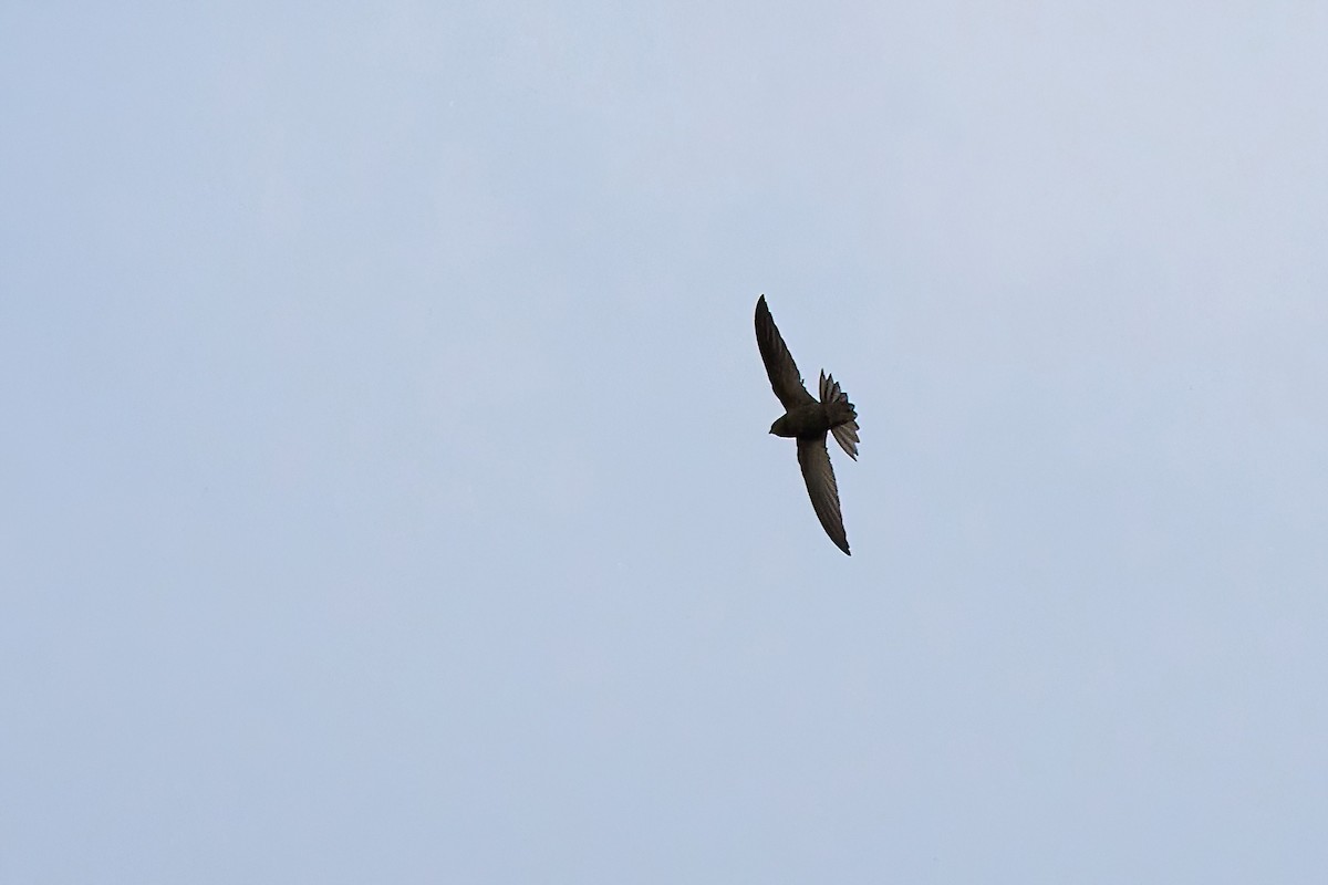 Common Swift - ML637596129