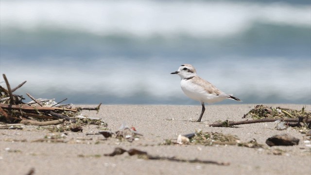 Snowy Plover (Northern) - ML637596151