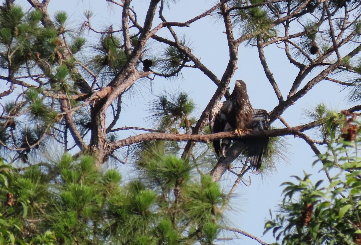 Bald Eagle - ML637596162