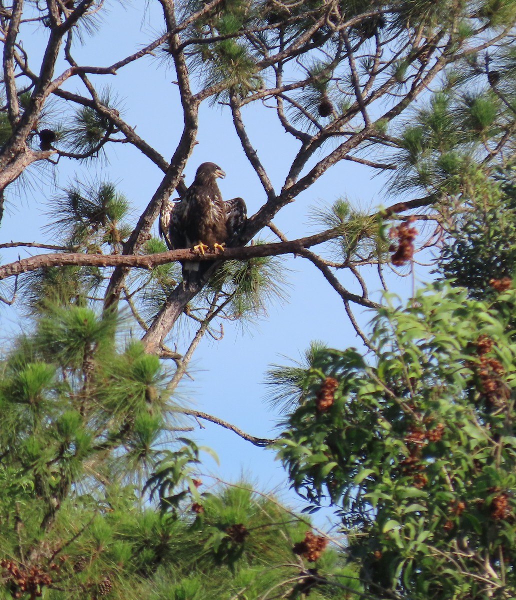 Bald Eagle - ML637596163