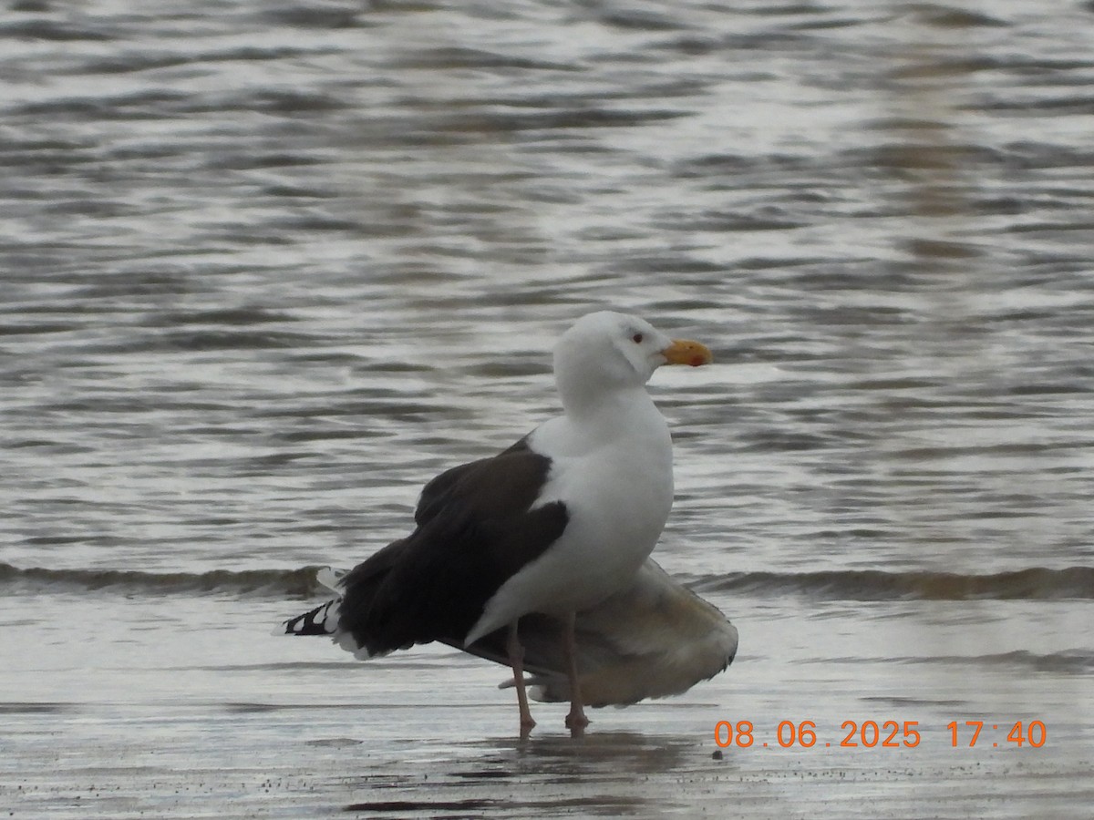 Great Black-backed Gull - ML637596210