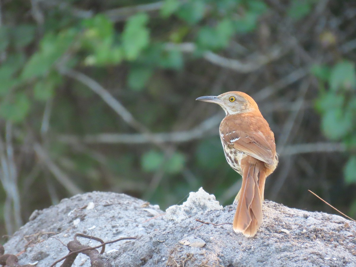 Brown Thrasher - ML637596252